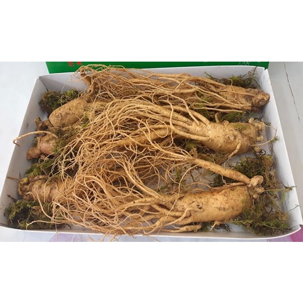 Nhân Sâm Tươi Hàn Quốc 6 Năm Tuổi – 1 Kg/6 Củ